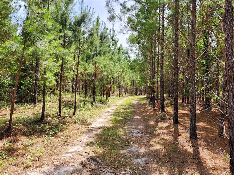 Country Home Site in Lake Country : Milledgeville : Baldwin County : Georgia