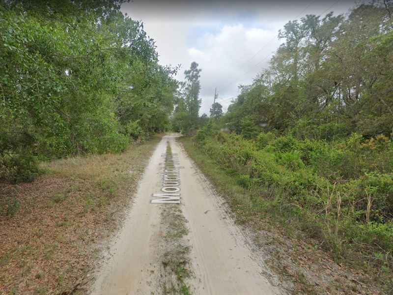 Treed Lot in Putnam County : Satsuma : Putnam County : Florida
