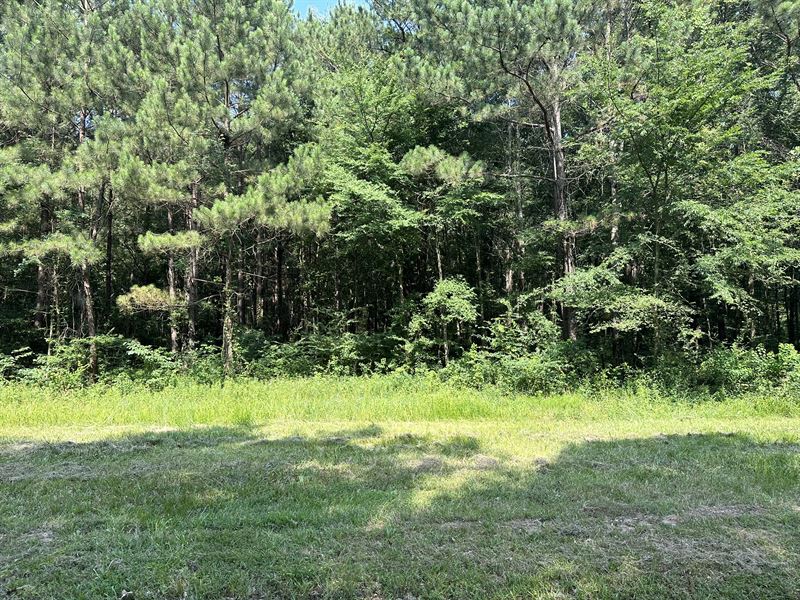 Large Lot Near The Reservoir : Brandon : Rankin County : Mississippi