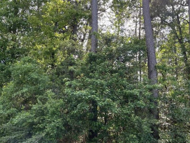 .28 Acre in Village Mills, TX : Village Mills : Hardin County : Texas