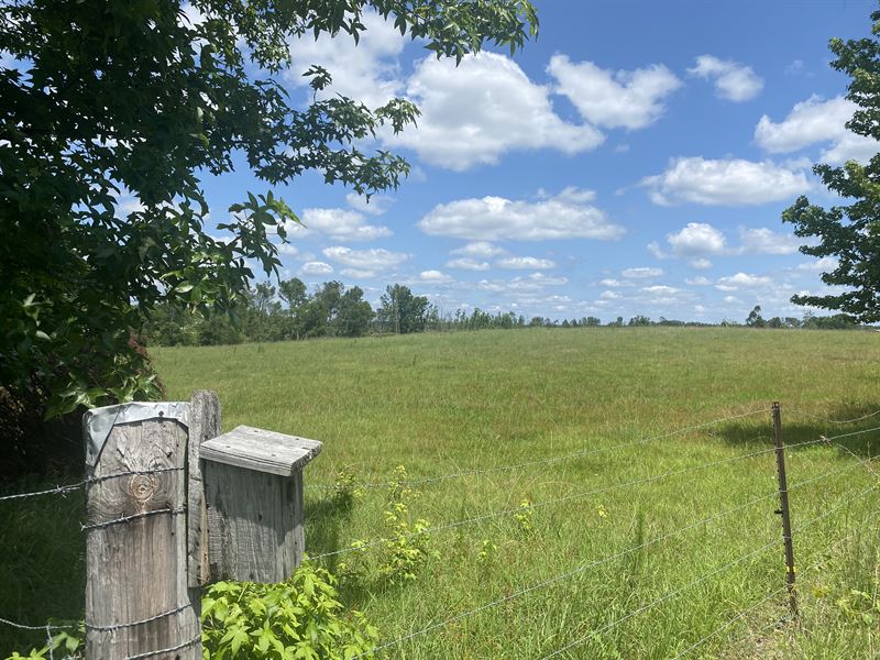 Gently Rolling TN Land for Sale : Adamsville : McNairy County : Tennessee