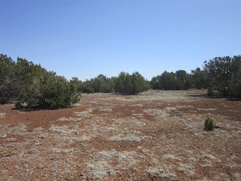 You Landed in Show Low Collect $200 : Show Low : Apache County : Arizona