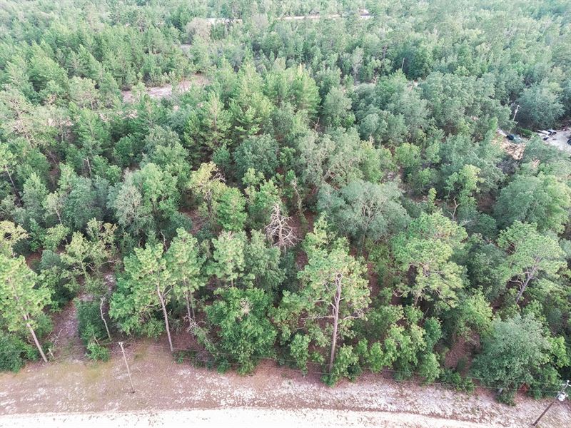 3/4 Acre with Power, Buildable Land : Interlachen : Putnam County : Florida