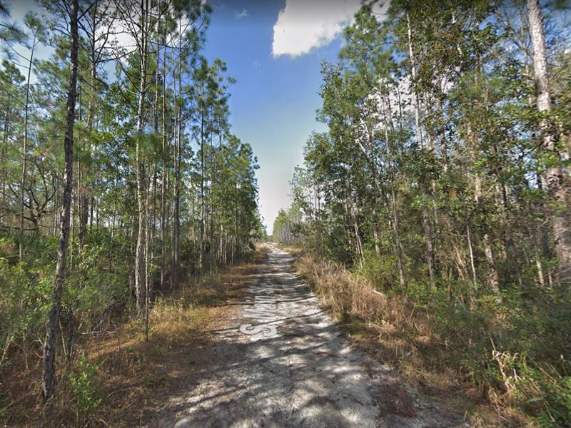 Live The Tropical Life in Florida : Florida : Putnam County : Florida