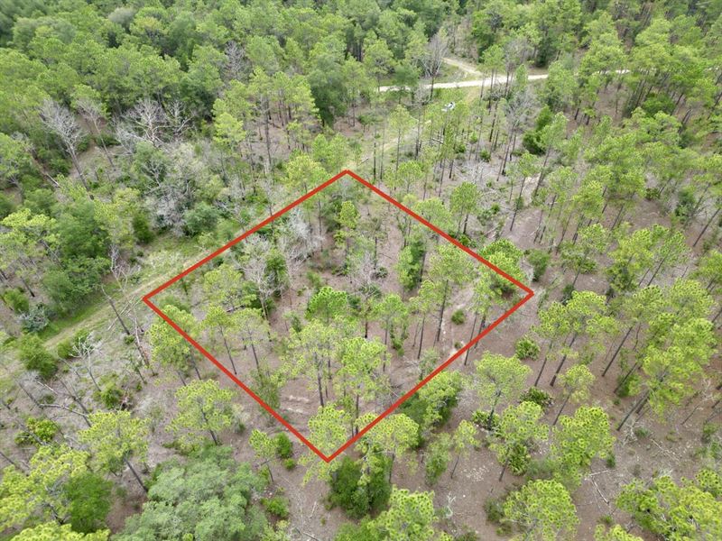 Rainbow Park Lot : Ocala : Marion County : Florida