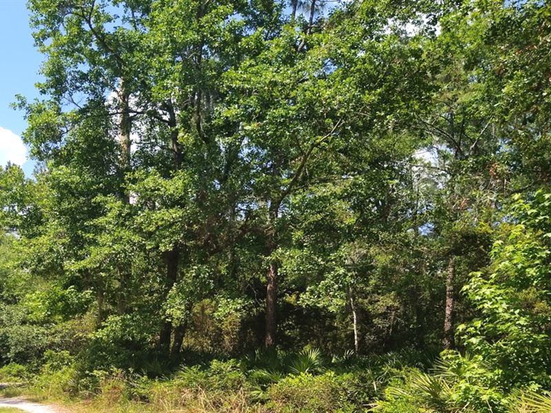 Breathtakingly Stunning Vacant Land : Georgetown : Putnam County : Florida