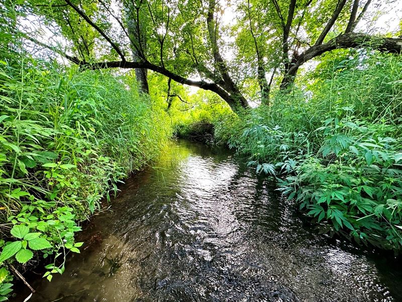 Trout Stream Beauty : Richland Center : Richland County : Wisconsin