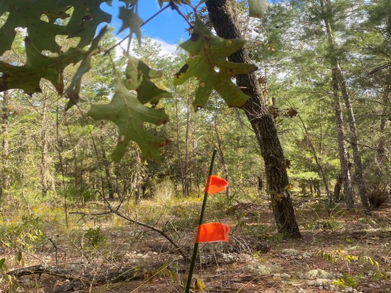 Explore, Beautiful Residential Lot : Interlachen : Putnam County : Florida