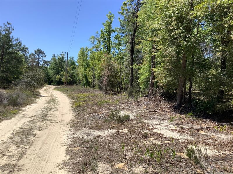 Wooded Lot with Power, Lakes Nearby : Hawthorne : Putnam County : Florida