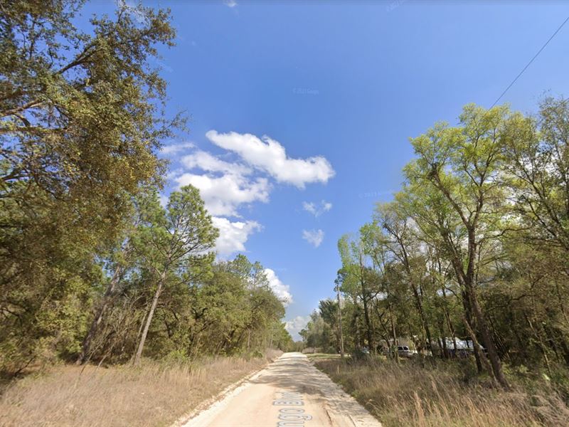 Sun-Soaked Florida Land, $240/Mo : Interlachen : Putnam County : Florida