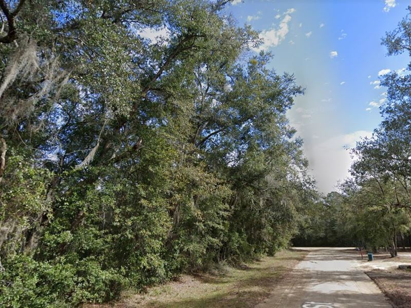 Your Personal Woodland, $240/Mo : Interlachen : Putnam County : Florida