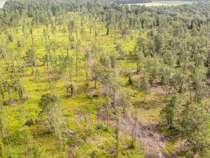 Five Acres in Alachua County : Hawthorne : Alachua County : Florida