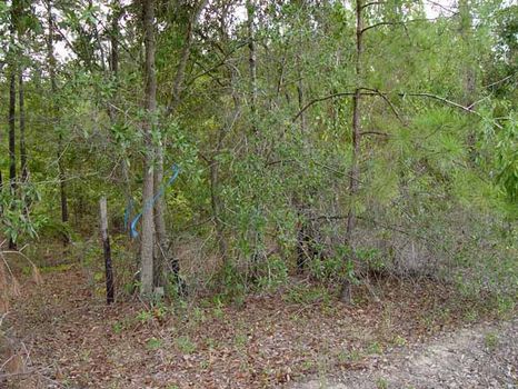 14 Acres : Dublin : Dodge County : Georgia