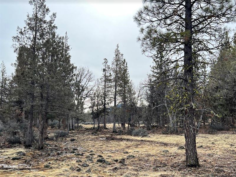 2 Ac Wooded Property, Power Nearby : Fall River Mills : Shasta County : California