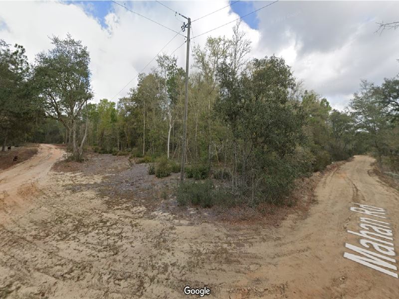 Wooded Wonderland for $149 Down : Interlachen : Putnam County : Florida