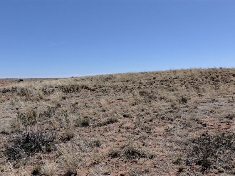 5 Ac in Navajo County for $170/Mo : Joseph City Unified District : Navajo County : Arizona