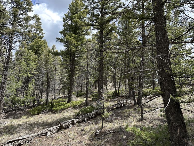 Big Pines and Blue Skies Await : Fort Garland : Costilla County : Colorado