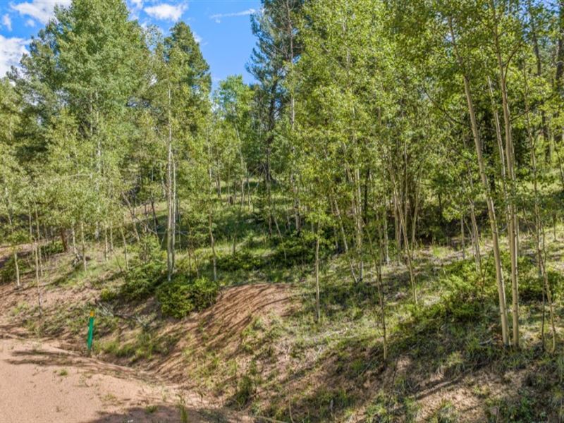 Gorgeous Wooded Lot with Power : Cripple Creek : Teller County : Colorado