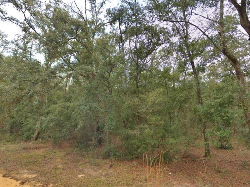 Explore Nature and Make Memories : Florida : Putnam County : Florida
