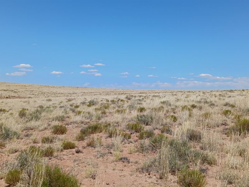 Go Green & Be Free in Northeast AZ : Holbrook : Apache County : Arizona