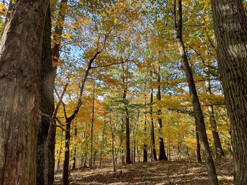 Culleoka Mini Farm 19.43 Acres : Culleoka : Maury County : Tennessee