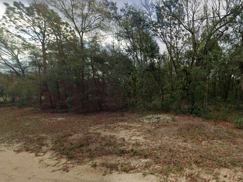 Lake Life on Hickory Road : Interlachen : Putnam County : Florida