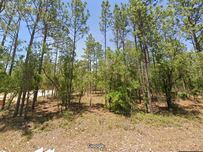 Serenity & Perfection for $299 Down : Williston Highlands : Marion County : Florida