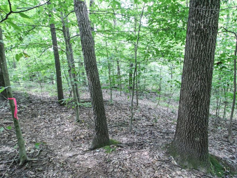 TR 146, 1 Acre, Coshocton County : Coshocton : Coshocton County : Ohio