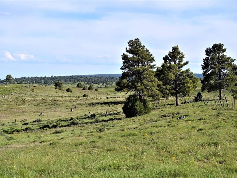 Chama West 10 : Chama : Rio Arriba County : New Mexico