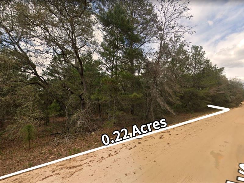 Surrounded by Lakes : Interlachen : Putnam County : Florida