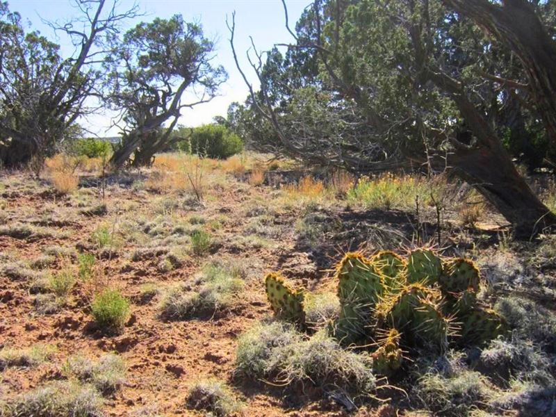 Arizona's Boundless Skies at $90/Mo : Adamana : Apache County : Arizona
