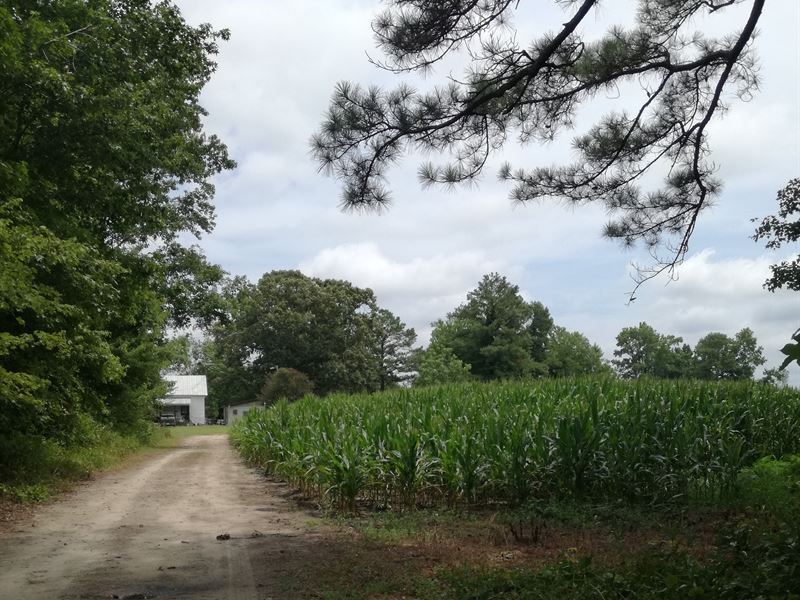 Small Farm, Lots of Potential : Windsor : Bertie County : North Carolina