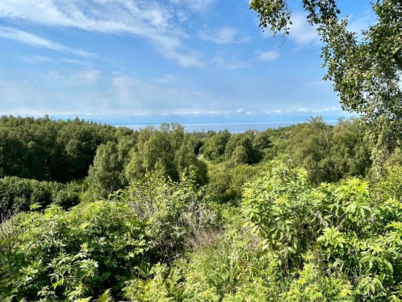 3.49 Acres in Nikiski Nicely Treed : Nikiski : Kenai Peninsula Borough : Alaska