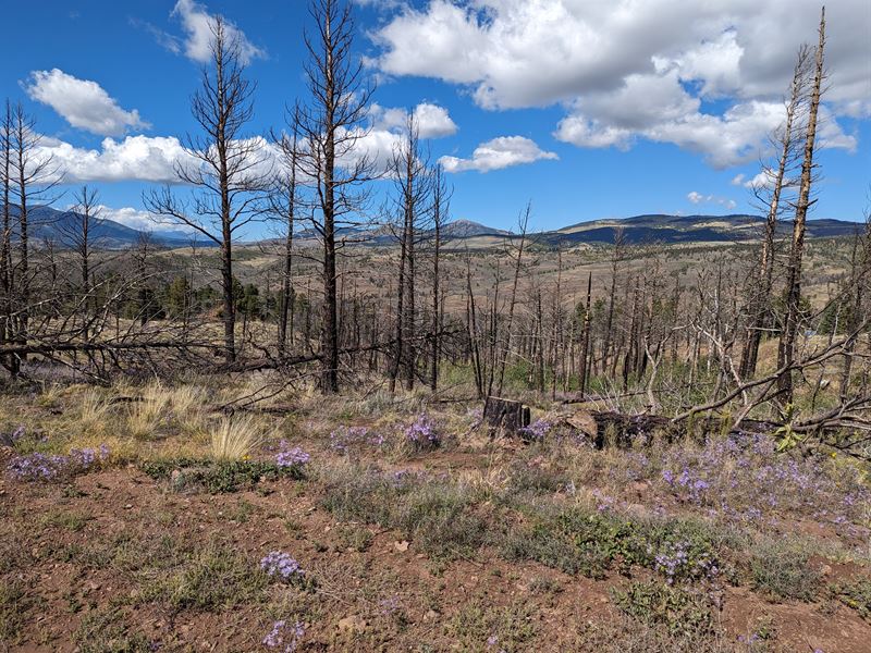 RV Friendly Corner Lot with Power : Fort Garland : Costilla County : Colorado