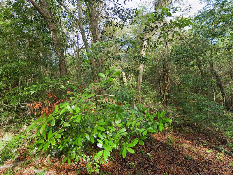 Financing Available : Old Town : Dixie County : Florida
