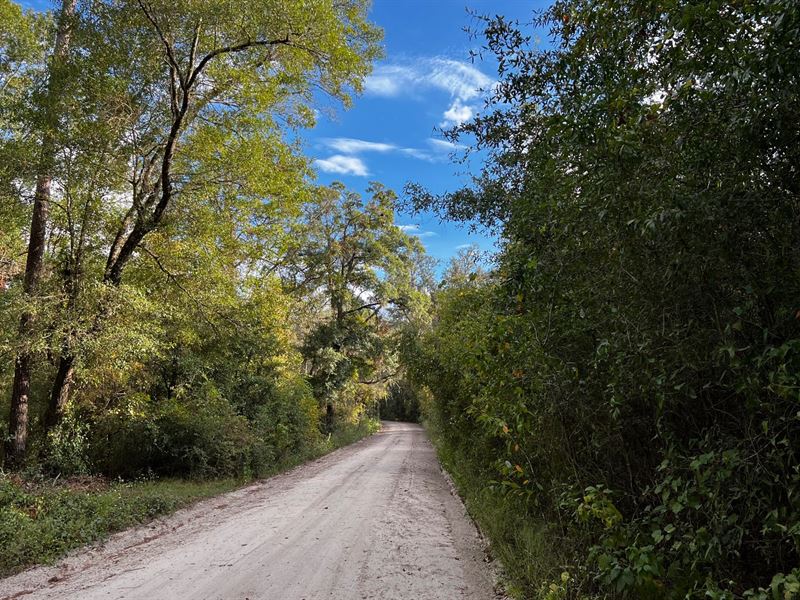 Looking for Peace and Quiet : Wellborn : Suwannee County : Florida
