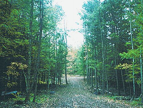 8 Acre Wooded Lot with Driveway : Hancock : Delaware County : New York
