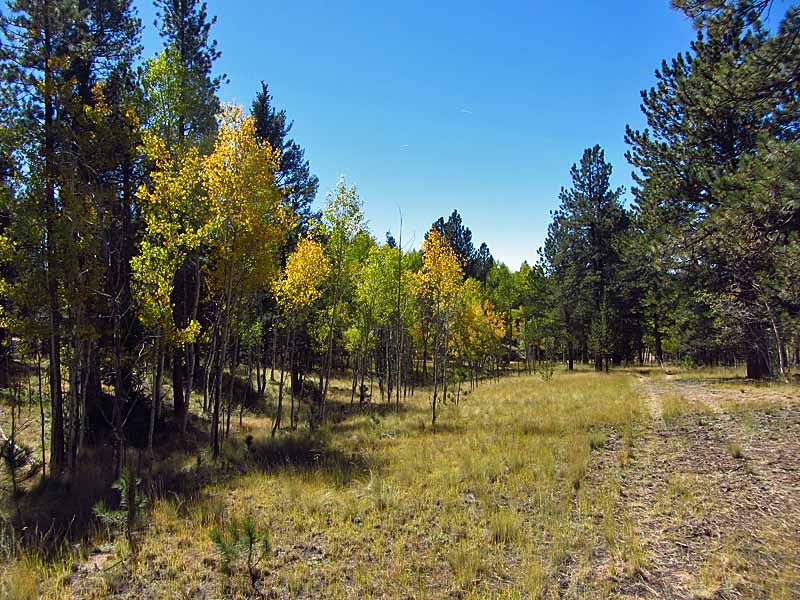 Close to National Forest : Florissant : Teller County : Colorado
