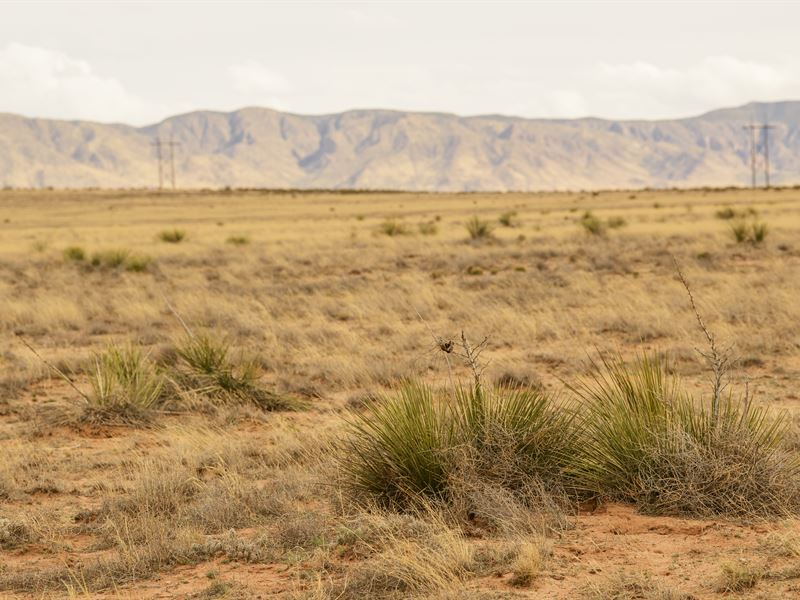 Your Own Personal Oasis : Belen : Valencia County : New Mexico