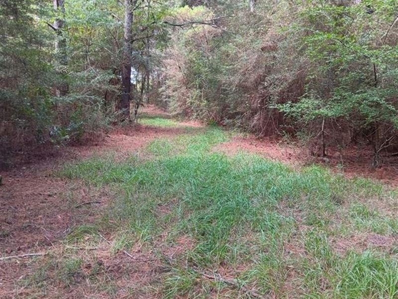 17 Acres Wooded Getaway : Tylertown : Walthall County : Mississippi
