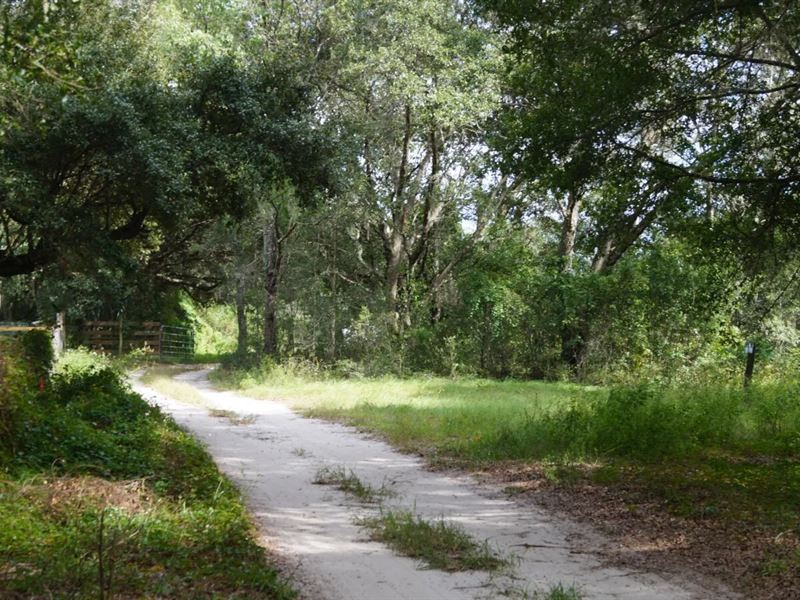 1.5 Acres 7 Mins to Lake : Weirsale : Marion County : Florida