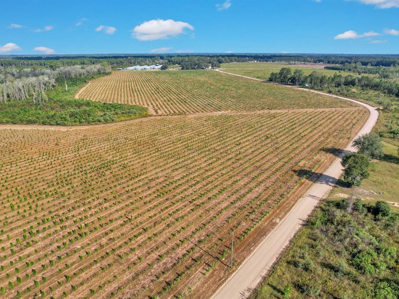 19 Acres, Tract 7, Sellers Rd NW : Baxley : Appling County : Georgia