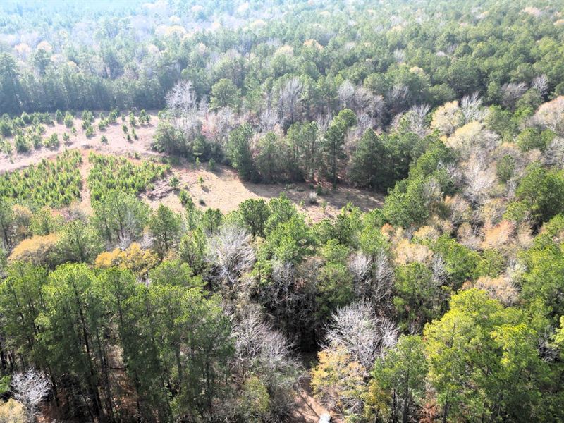 4 Acres Wooded, Unrestricted : Wiergate : Newton County : Texas