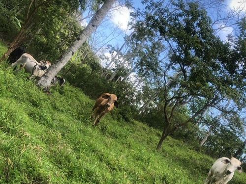 Beautiful Estate with House : Costa Rica