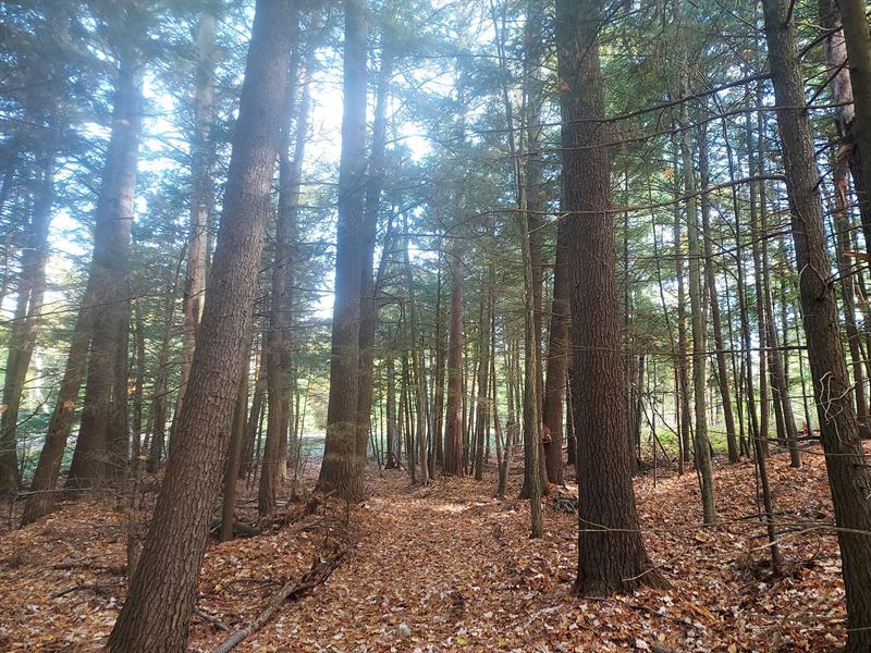 Camp, Build by Summit Lake : Summit Lake : Langlade County : Wisconsin