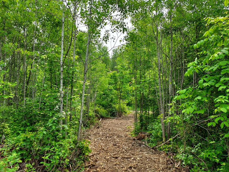 Cheap Land Adjoins State Land : Fern : Florence County : Wisconsin