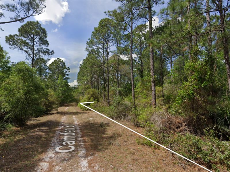 Wooded Lot Close to Lakes and River : Georgetown : Putnam County : Florida