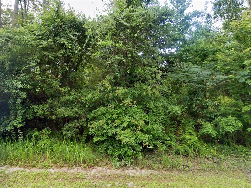 20 Min From The Coast : Crawfordville : Wakulla County : Florida