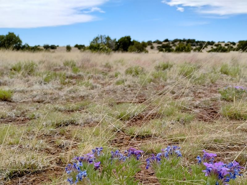 2 Corner Lots, Build or Gift : Concho : Apache County : Arizona