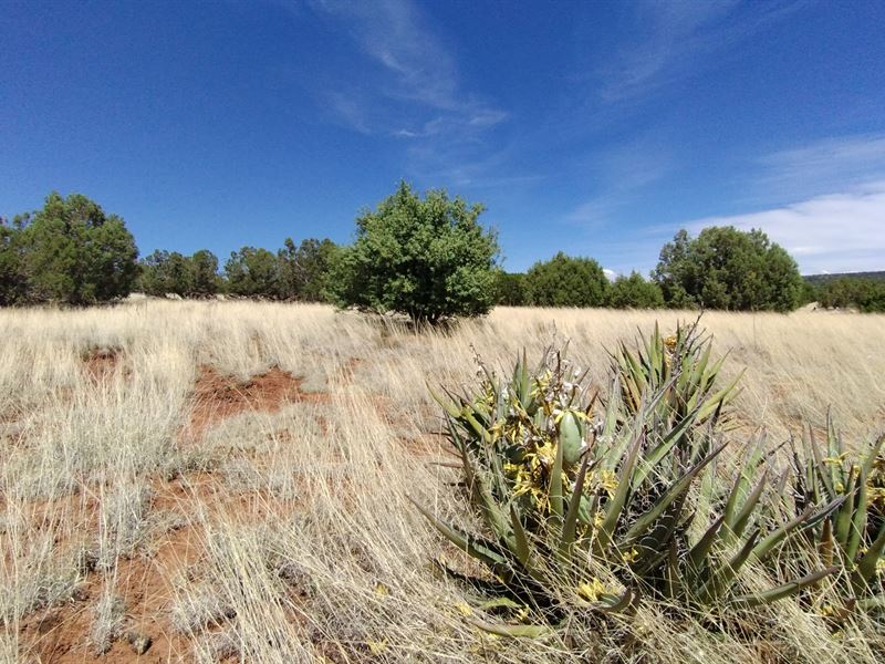 Discover Stargazer's Paradise : Show Low : Apache County : Arizona